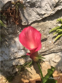 dc0ed092-20170623 Ri kala.jpg